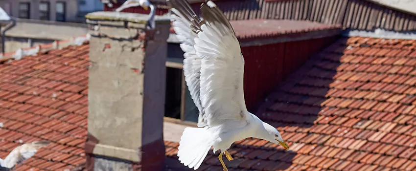Residential Chimney Animal Removal Solution in El Mirage, AZ
