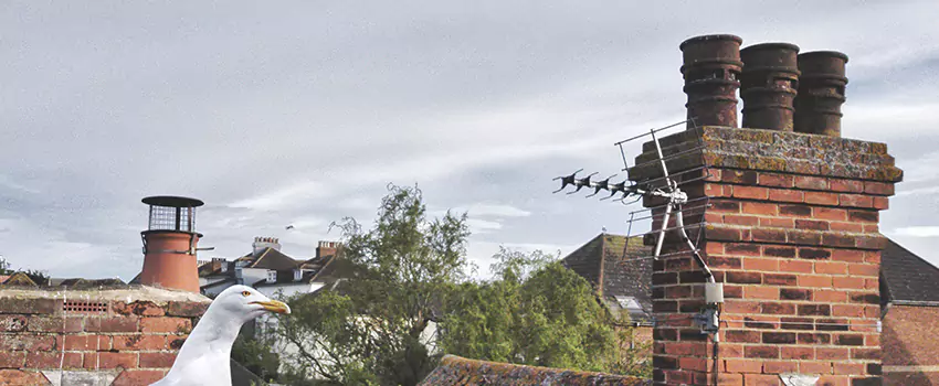 Chimney Cleaning And Restoration in El Mirage, Arizona